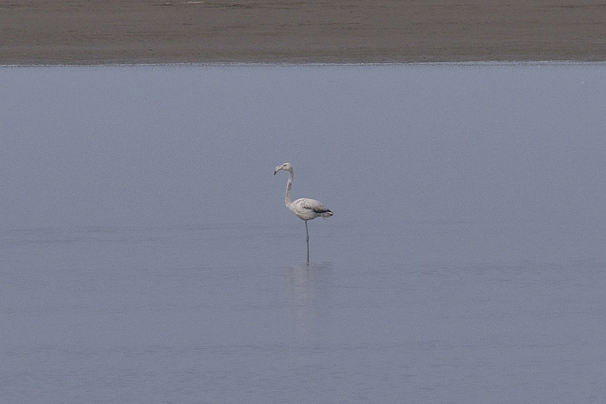 Greater Flamingo - ML619165725