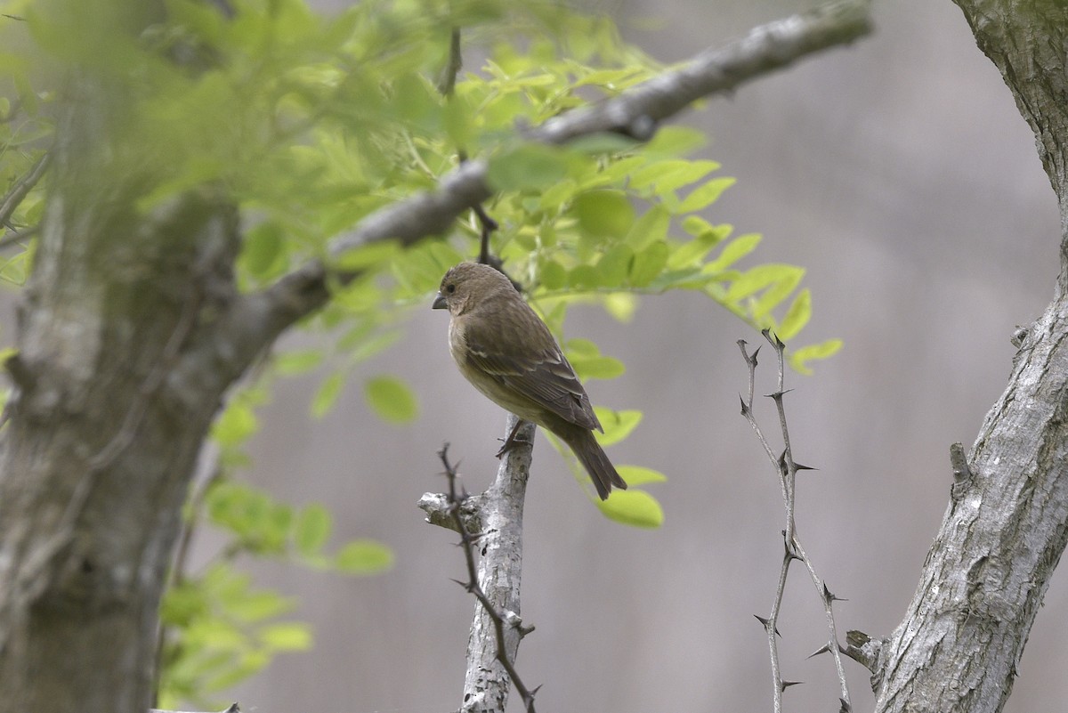 Common Rosefinch - ML619165745