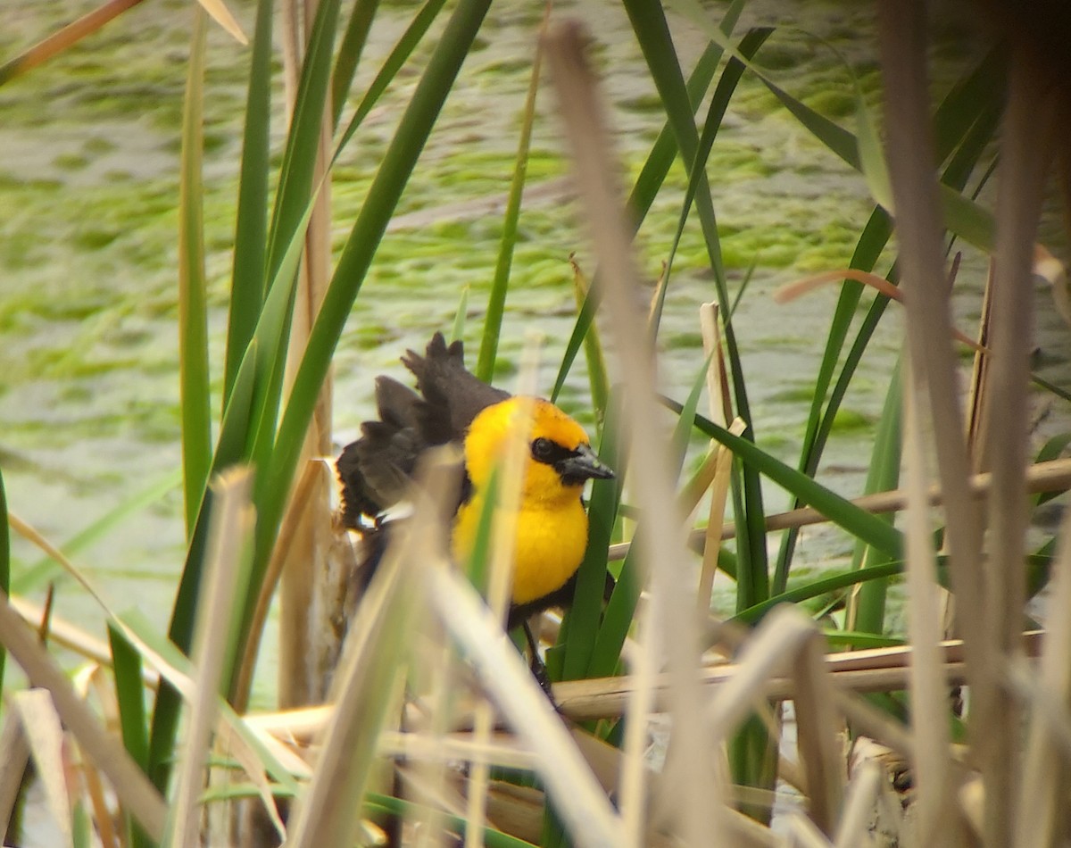 Yellow-headed Blackbird - ML619165748