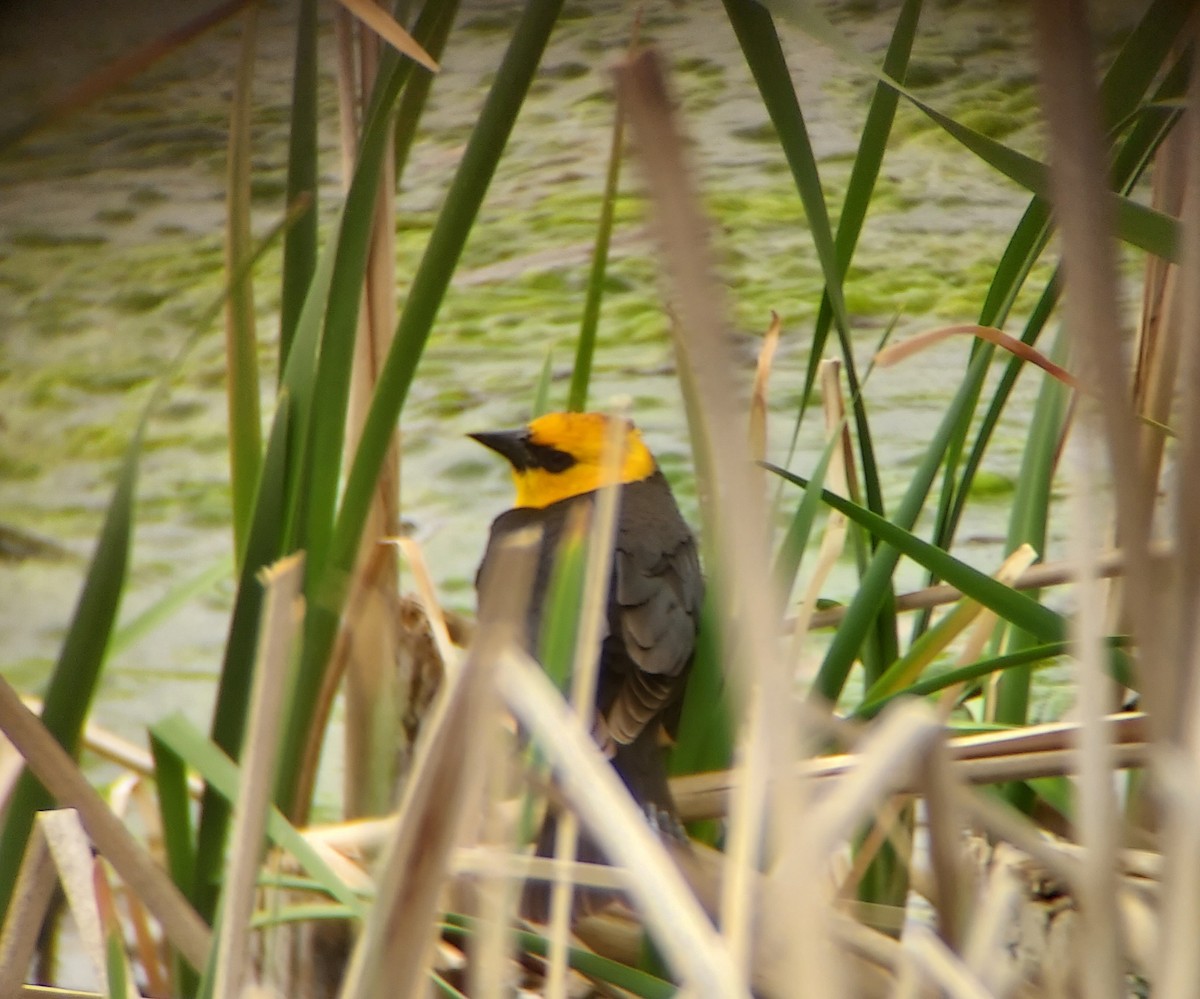 Yellow-headed Blackbird - ML619165753
