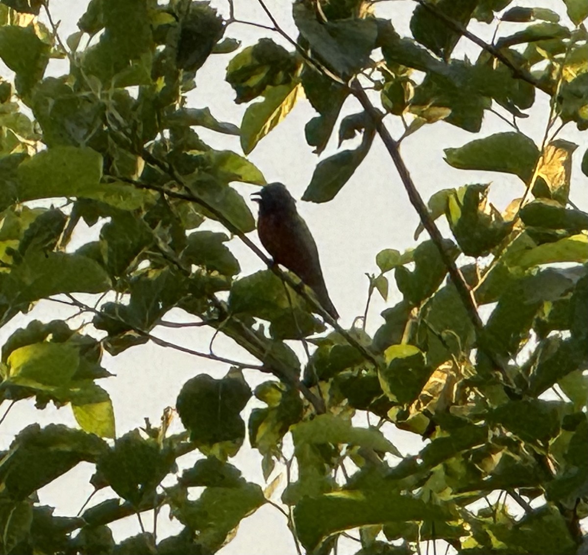 Painted Bunting - ML619165773