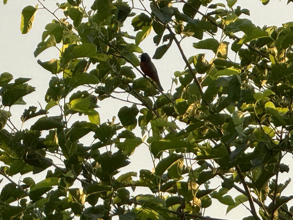 Painted Bunting - ML619165774