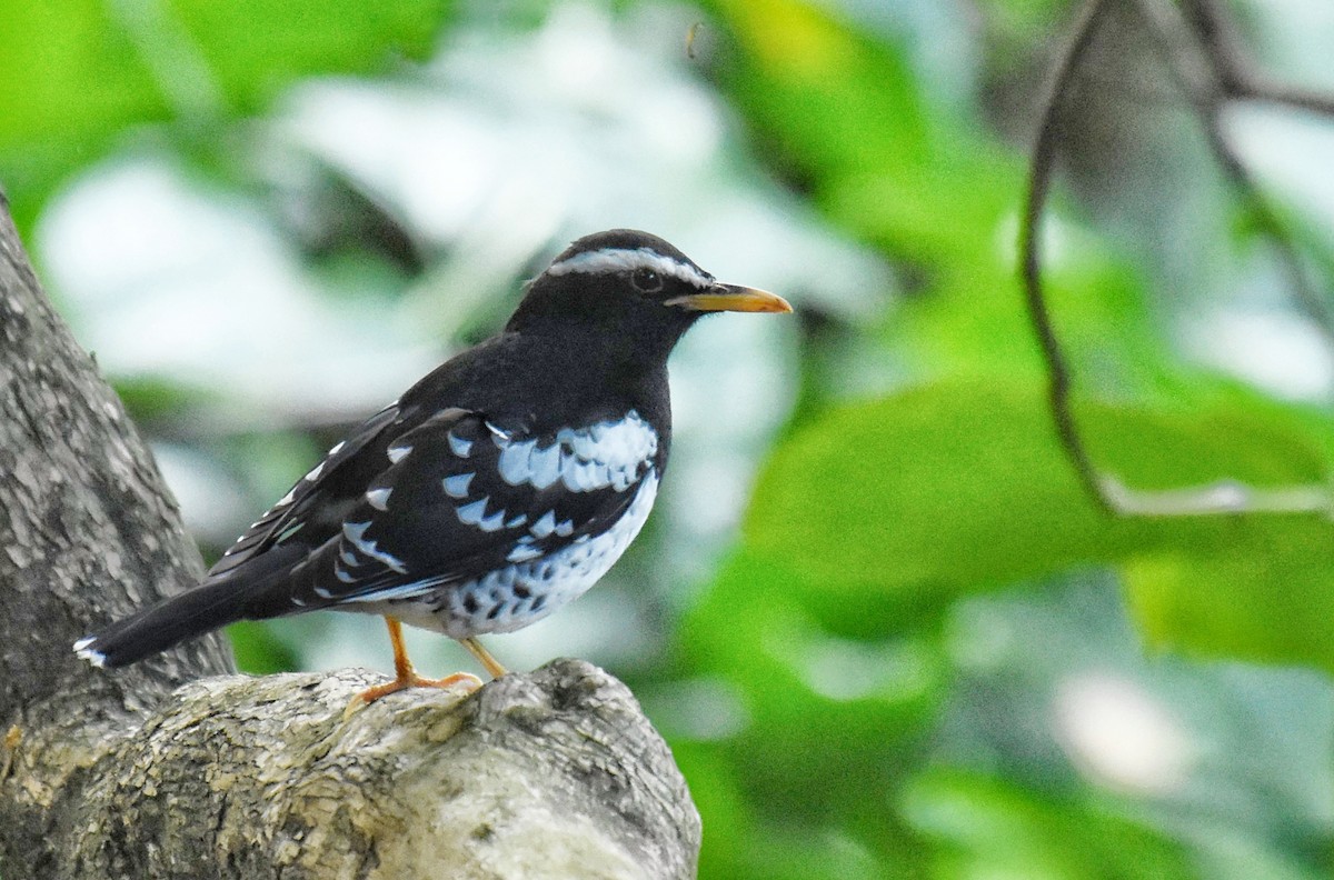 Pied Thrush - ML619165781