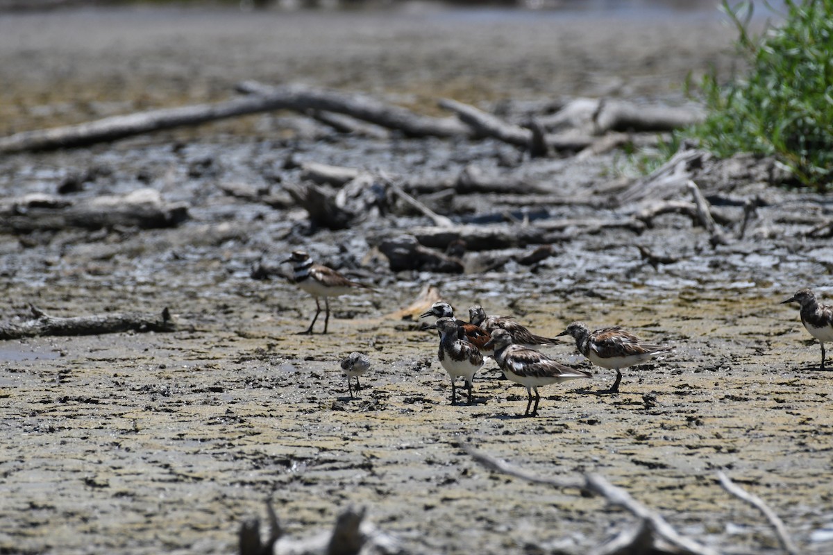 Ruddy Turnstone - José Alberto Pérez Hechavarría