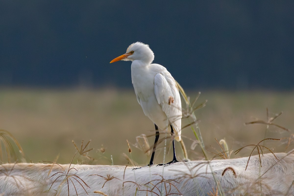 Eastern Cattle Egret - Mason Bye