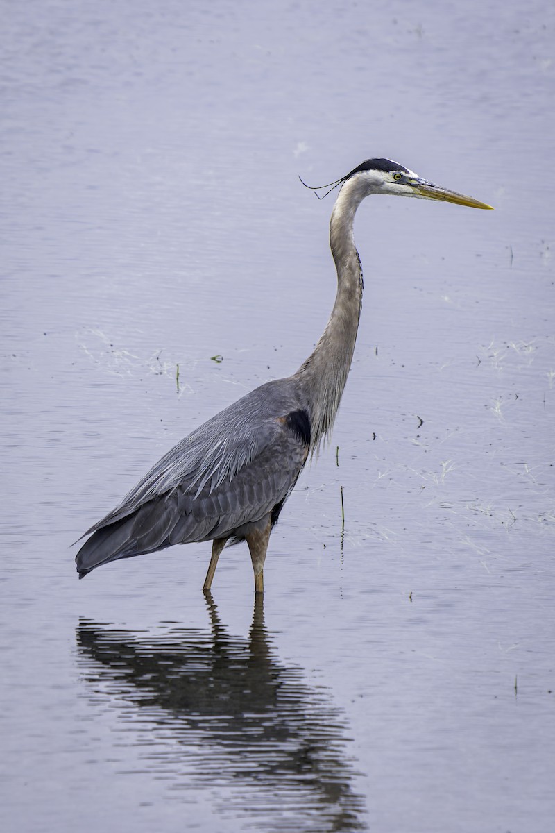 Great Blue Heron - Gordon Norman