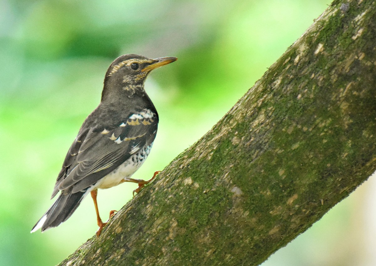 Pied Thrush - ML619165813