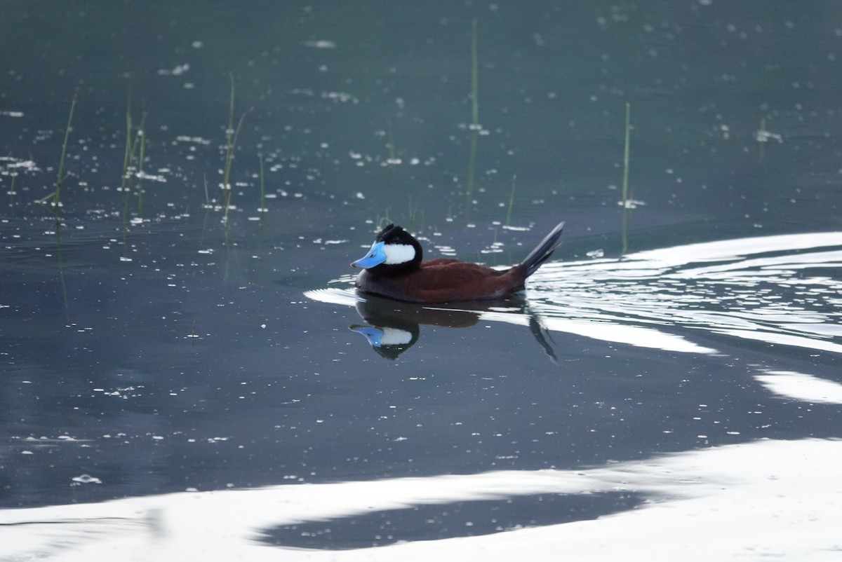 Ruddy Duck - Heather Simonson