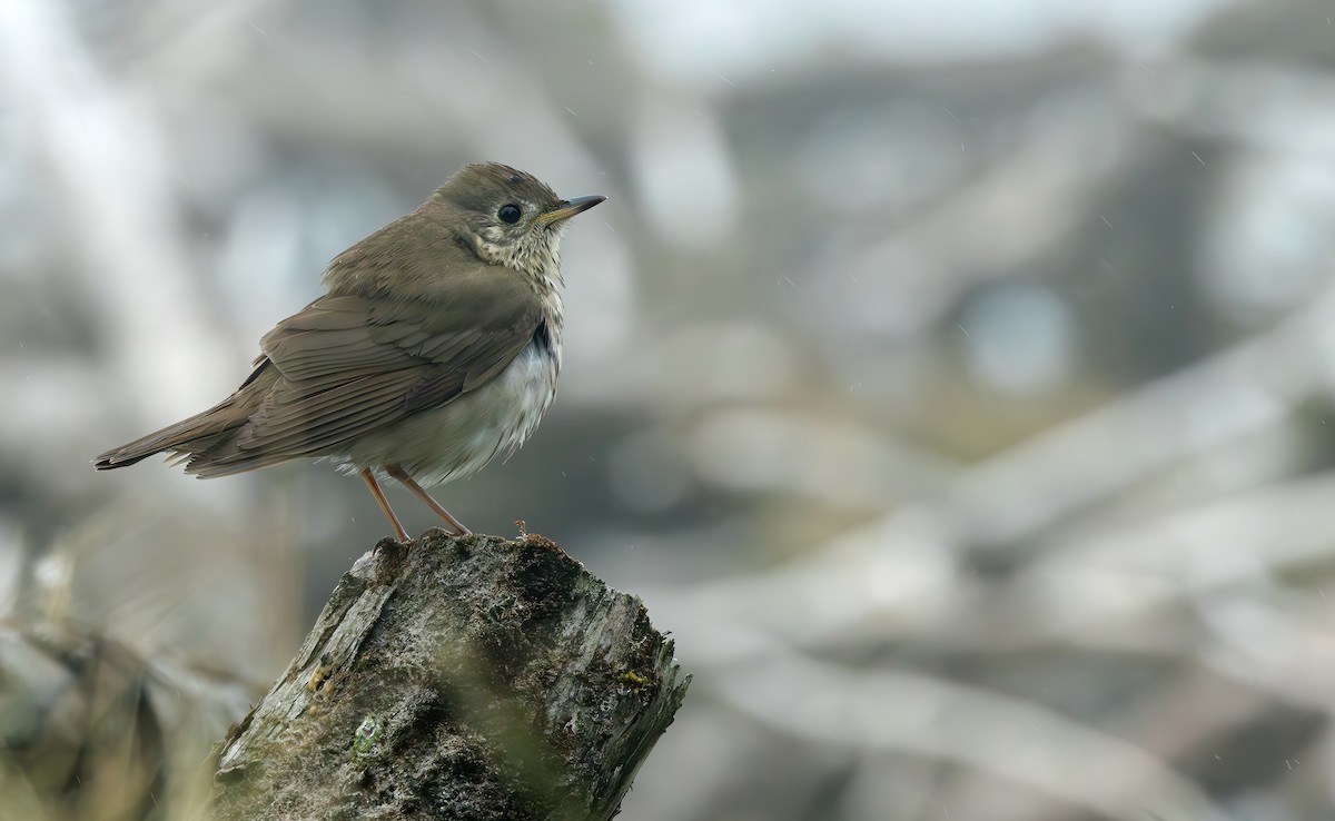 Gray-cheeked Thrush - Connor Cochrane