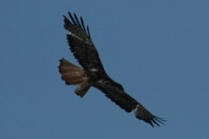 Red-tailed Hawk - Heather Simonson