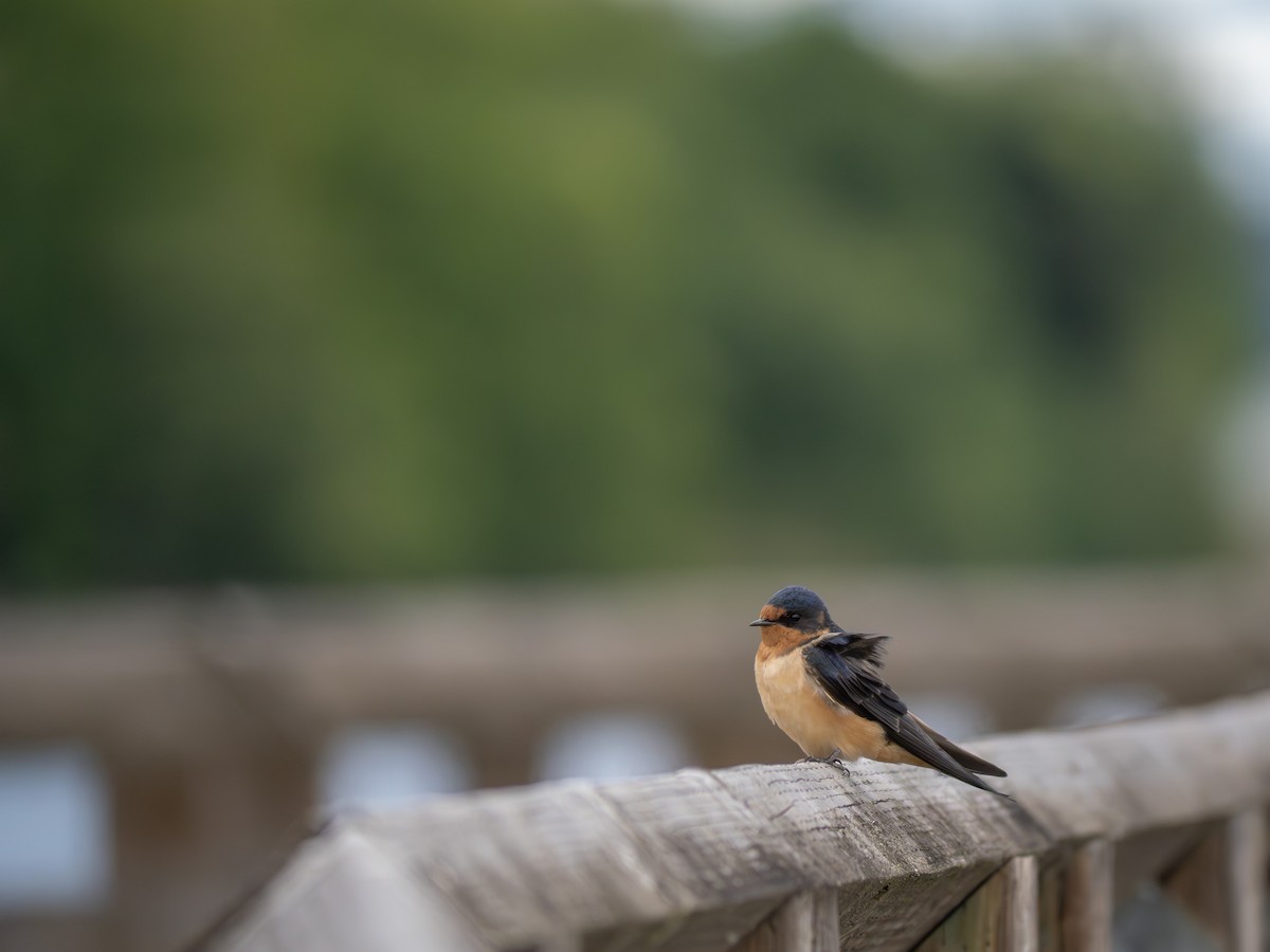 Barn Swallow - varun tipnis