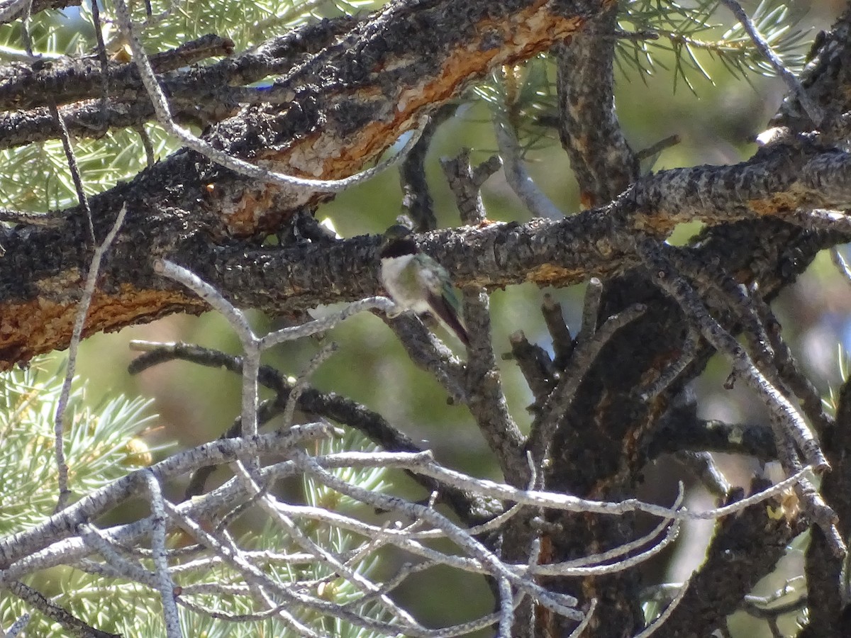 Broad-tailed Hummingbird - Rosie Howard