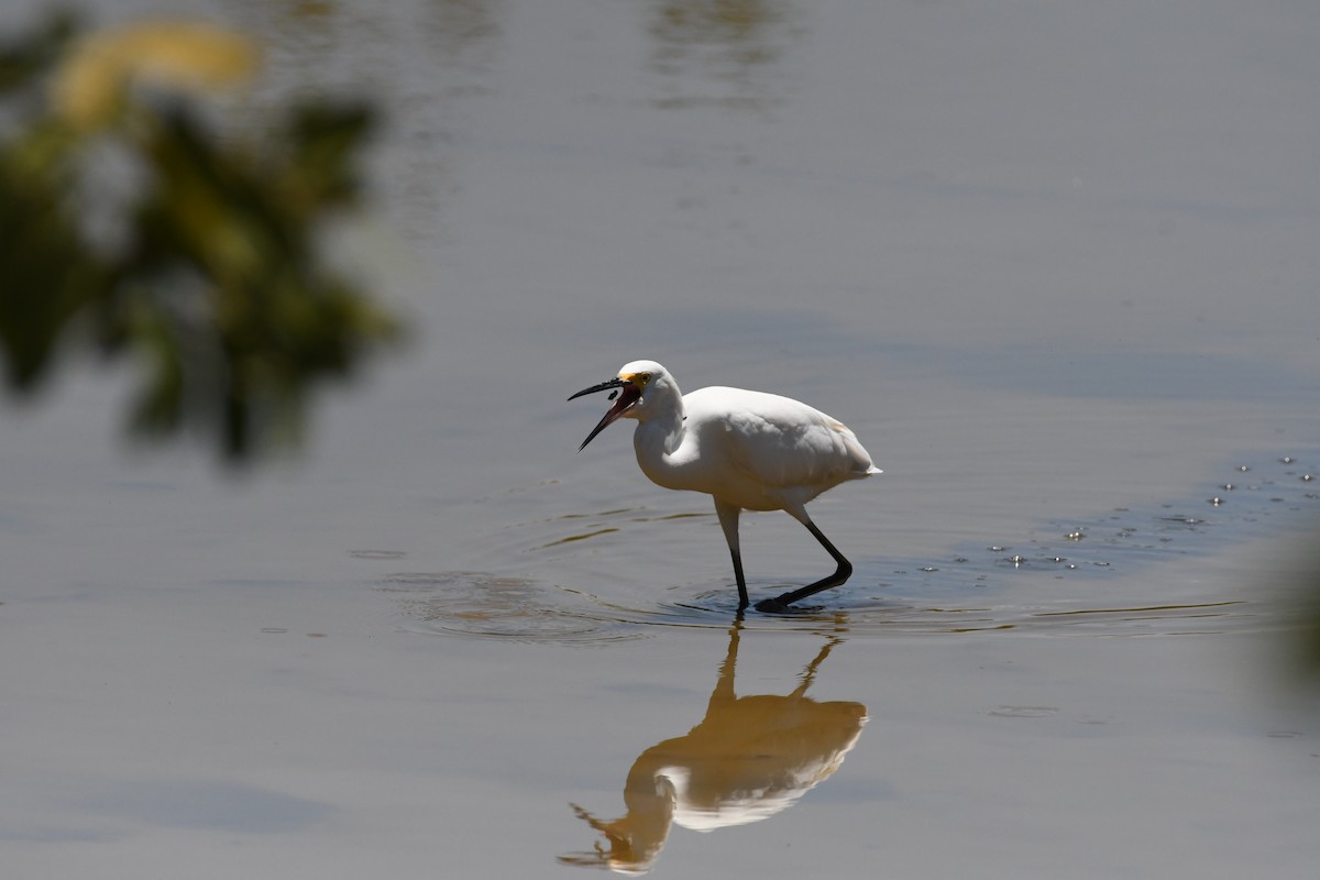 Snowy Egret - José Alberto Pérez Hechavarría