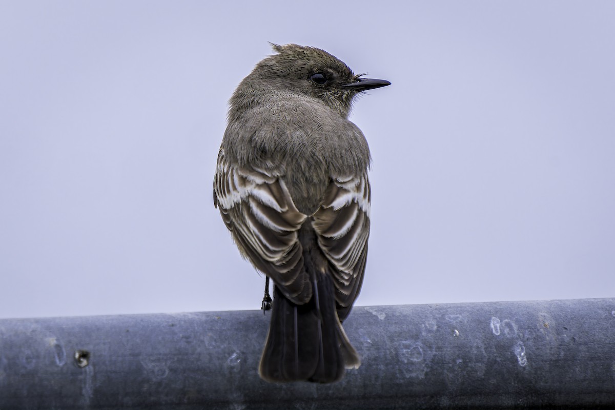 Black Phoebe - Gordon Norman