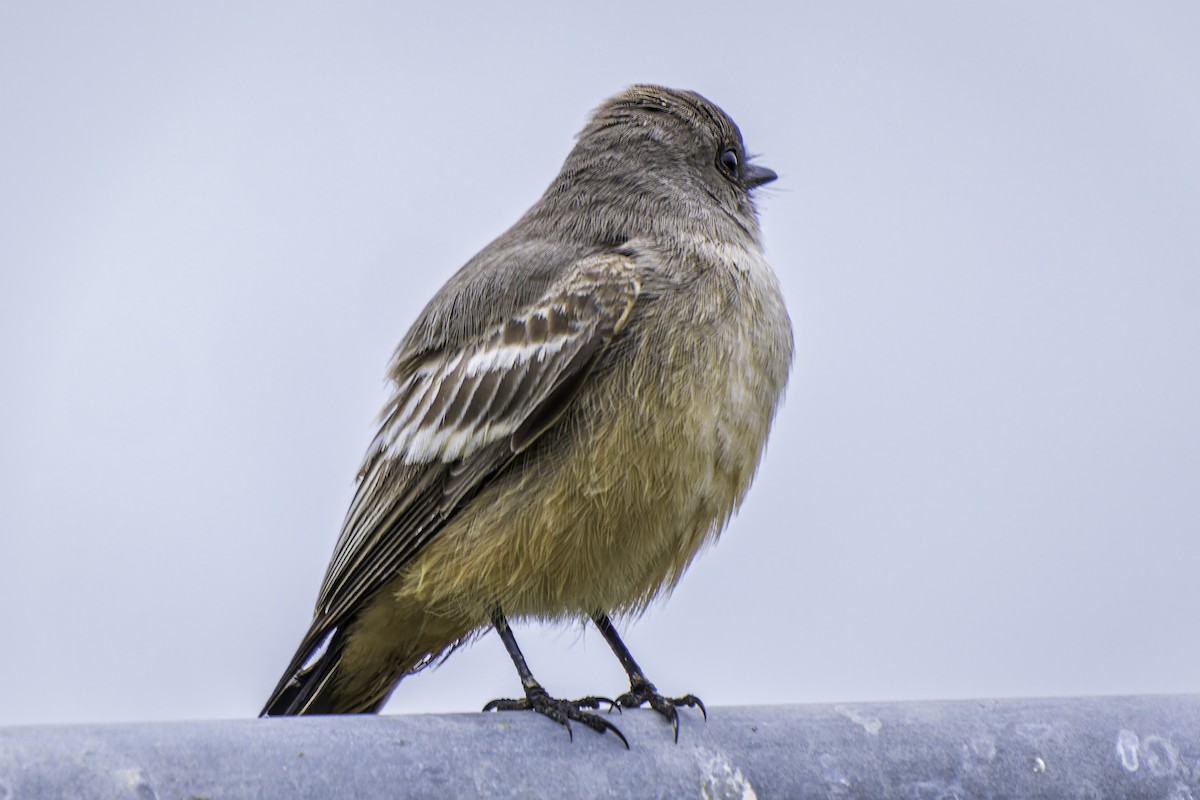 Say's Phoebe - Gordon Norman