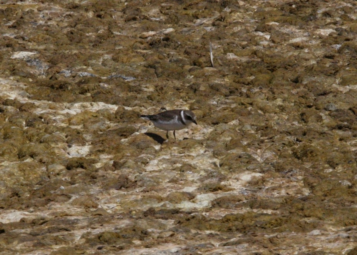 Semipalmated Plover - ML619165851