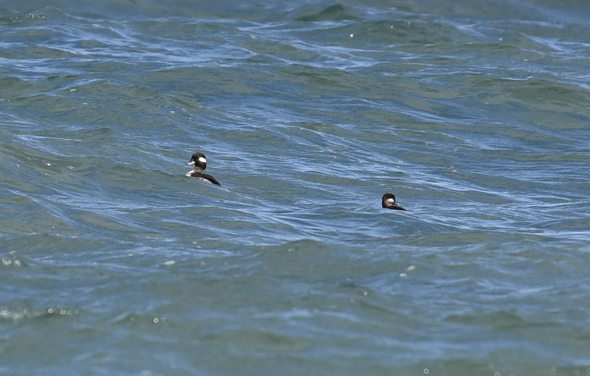 Bufflehead - ML619165858