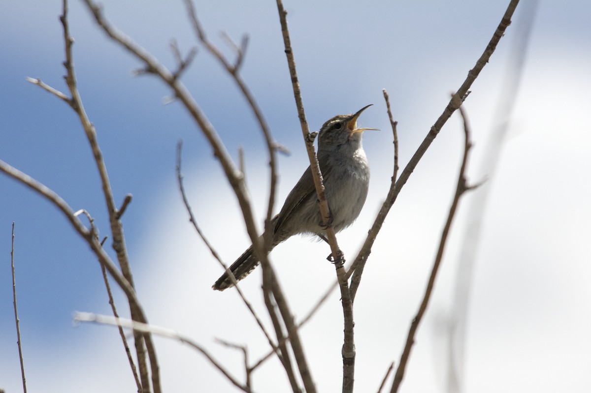 Bewick's Wren - ML619165875