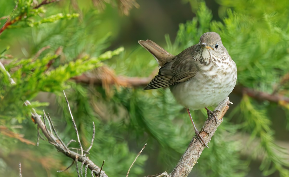 Gray-cheeked Thrush - Connor Cochrane