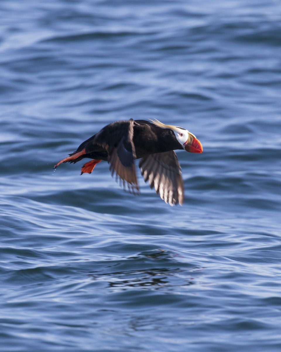 Tufted Puffin - Mark Sawyer