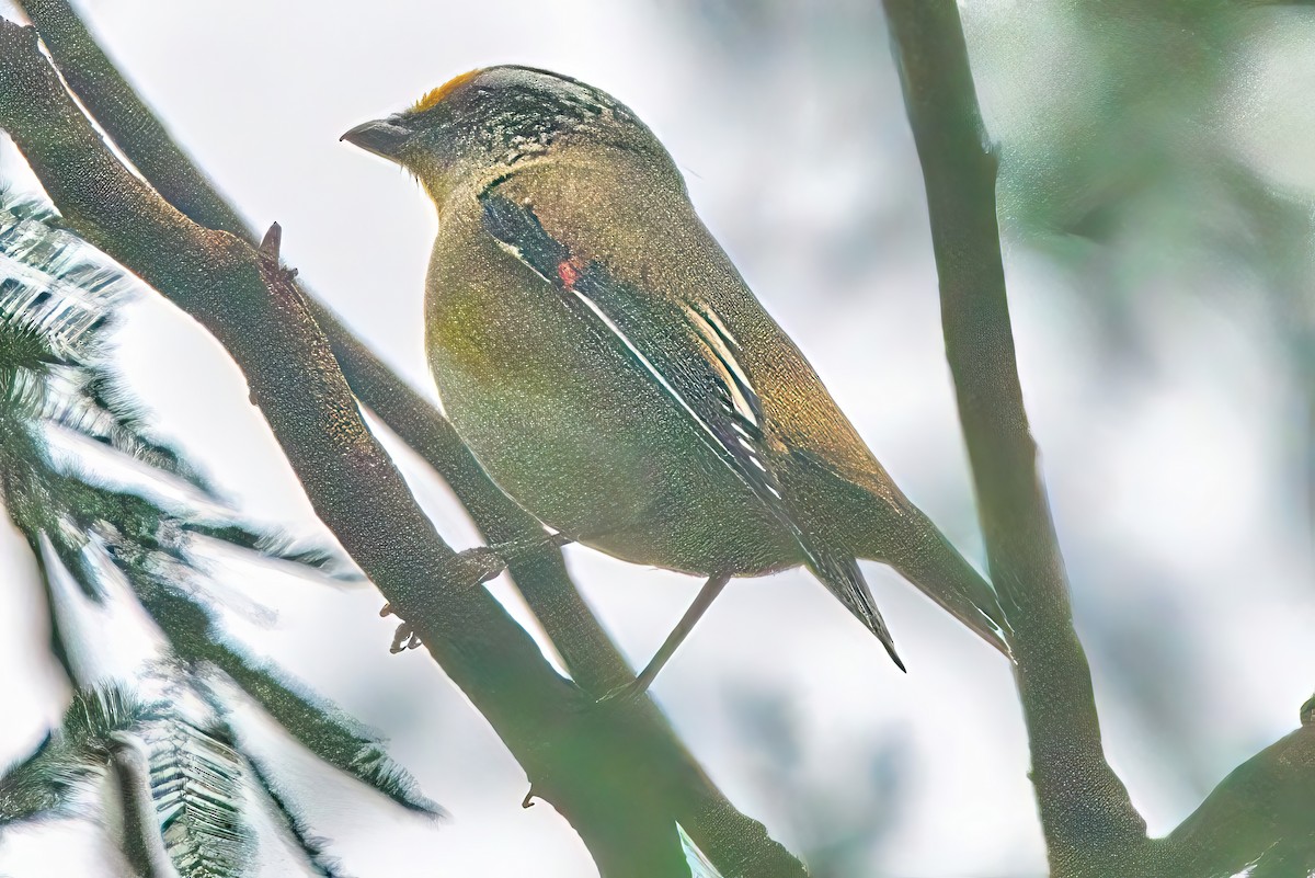 Striated Pardalote (Eastern) - Alfons  Lawen