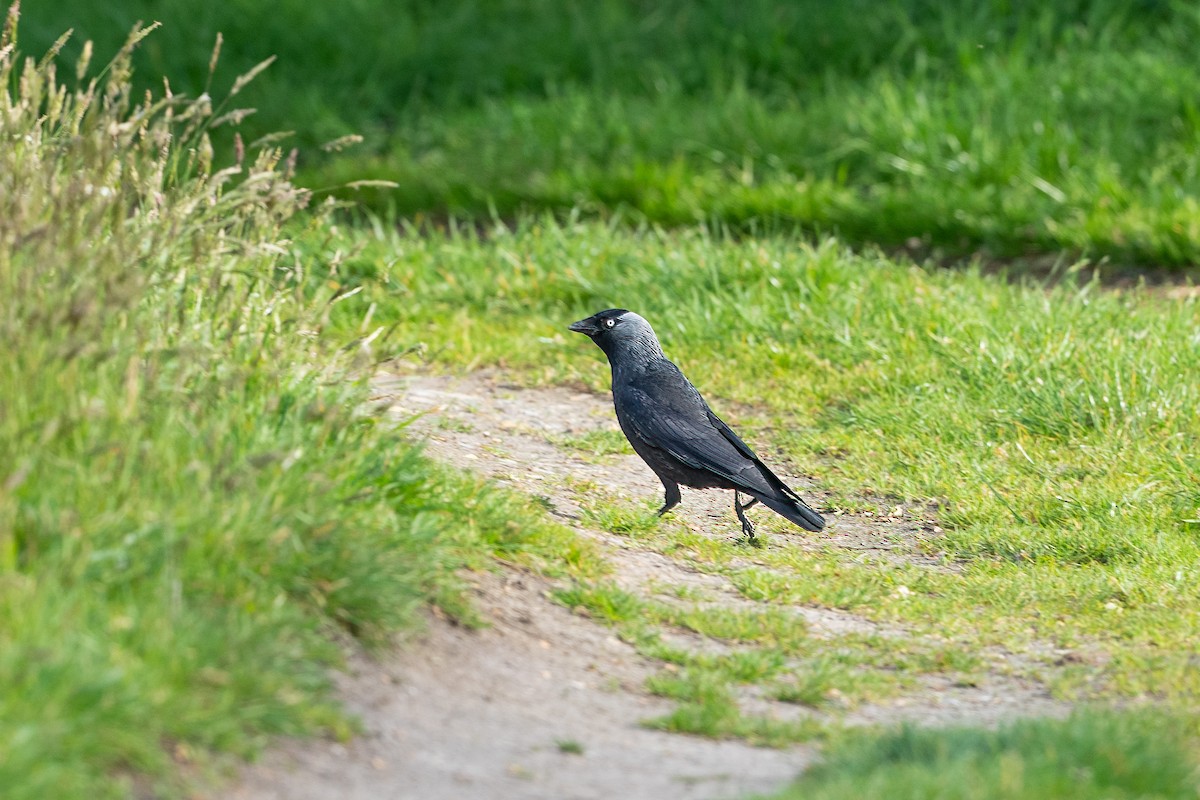 Eurasian Jackdaw - Paul Beerman