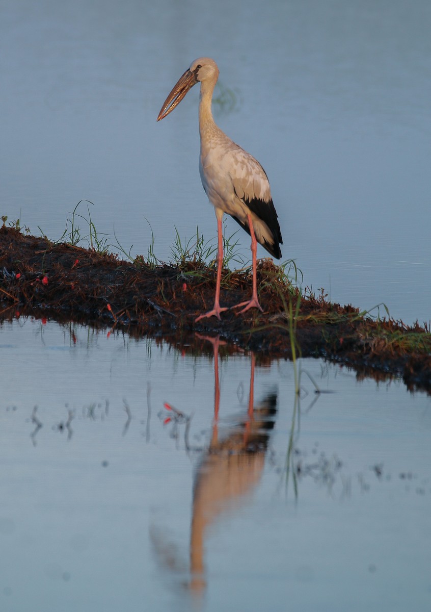 Asian Openbill - Neoh Hor Kee