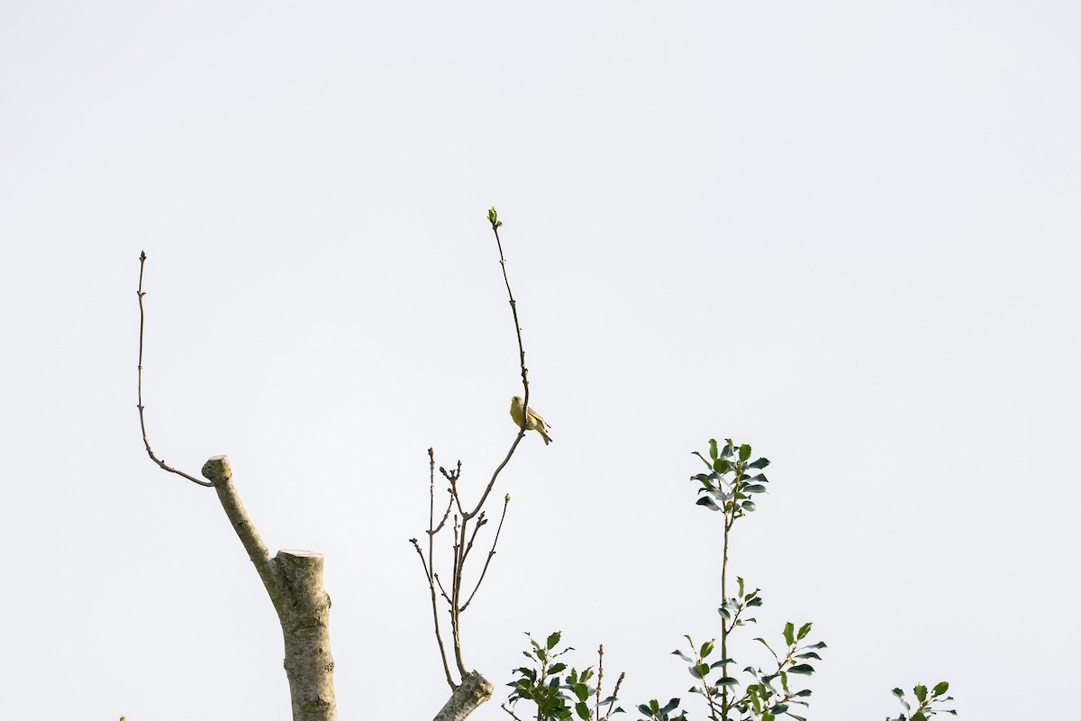 European Greenfinch - Paul Beerman