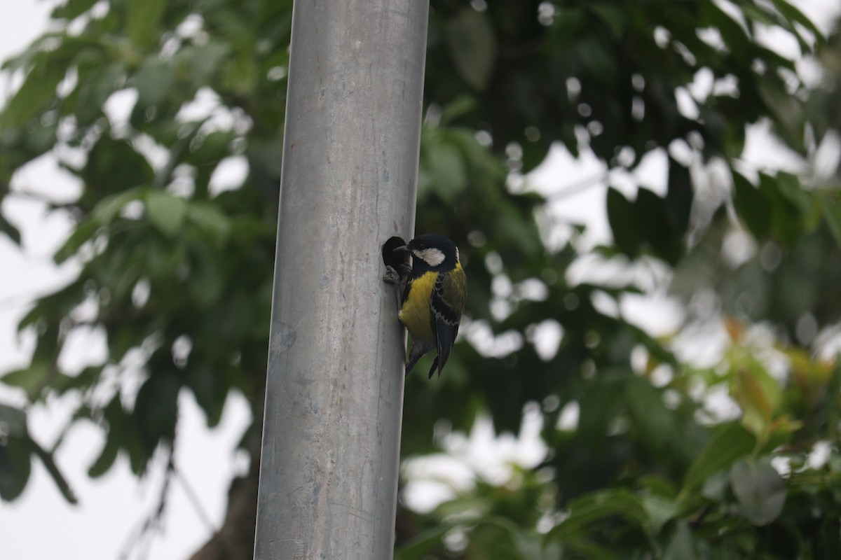 Green-backed Tit - Vivek Sarkar