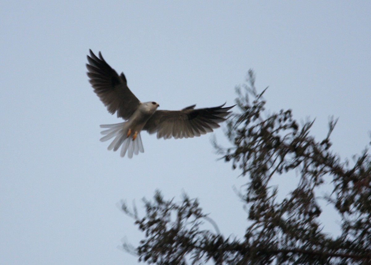 White-tailed Kite - William Clark