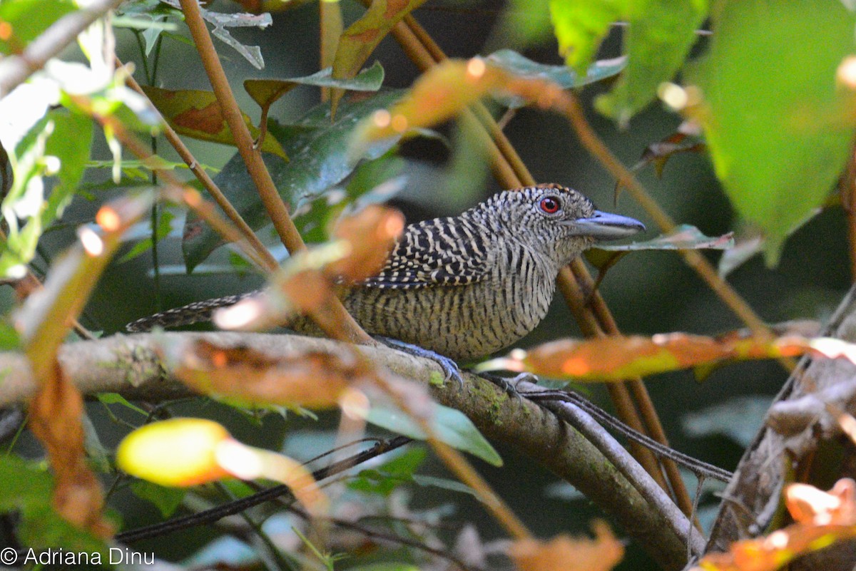 Fasciated Antshrike - Adriana Dinu