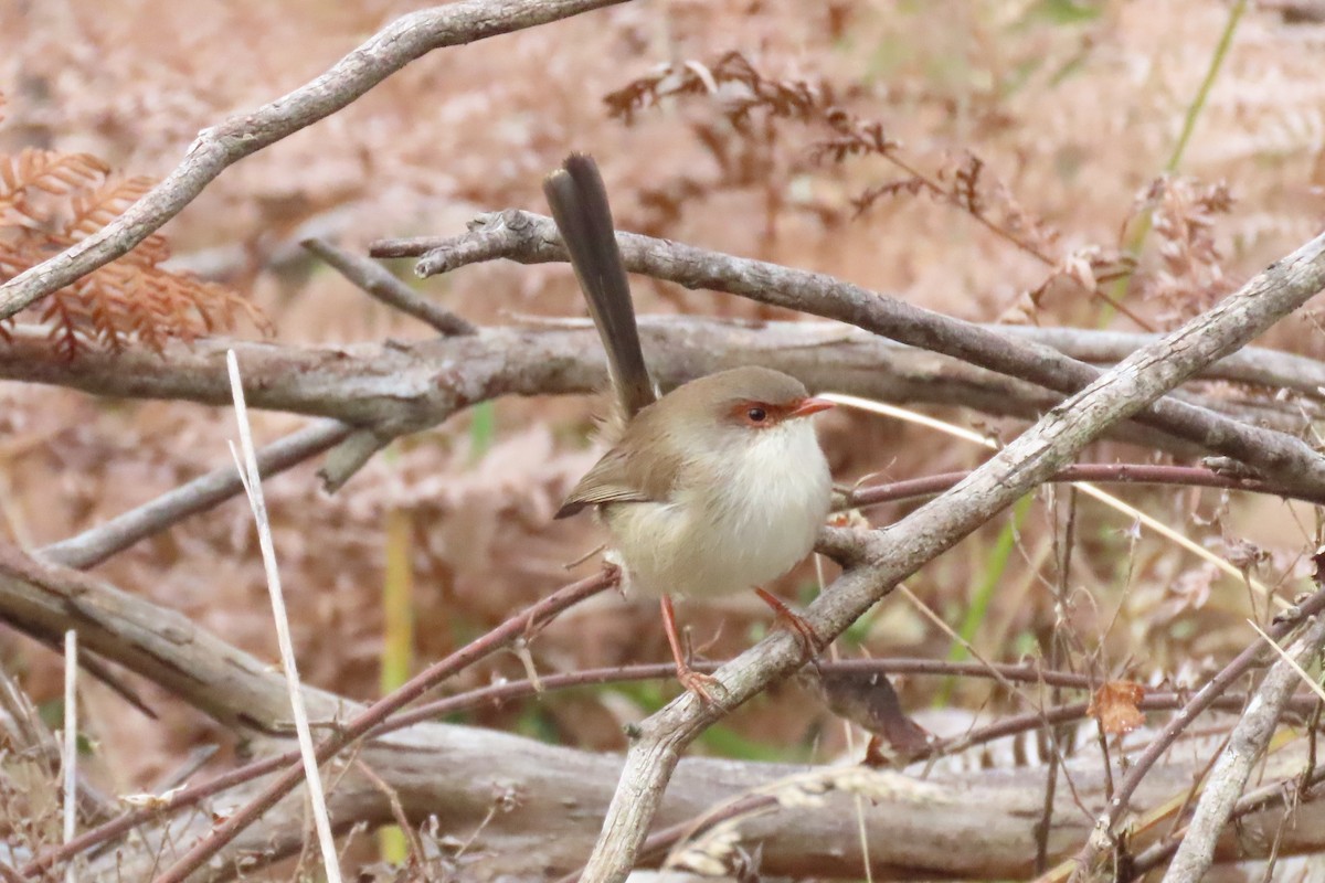 Superb Fairywren - Wendy Shanley