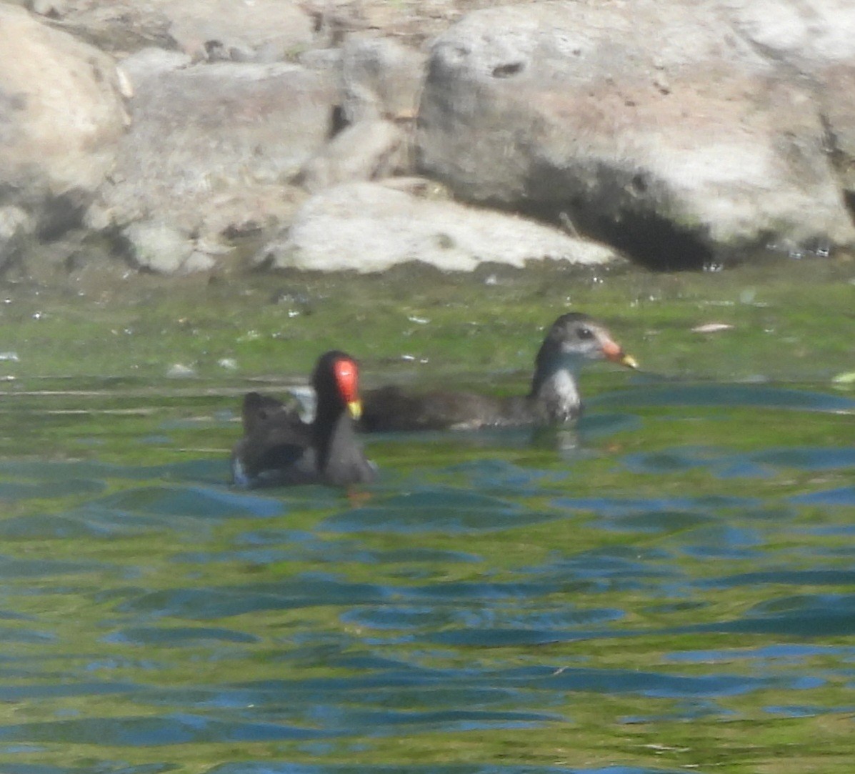 Eurasian Coot - ML619166017