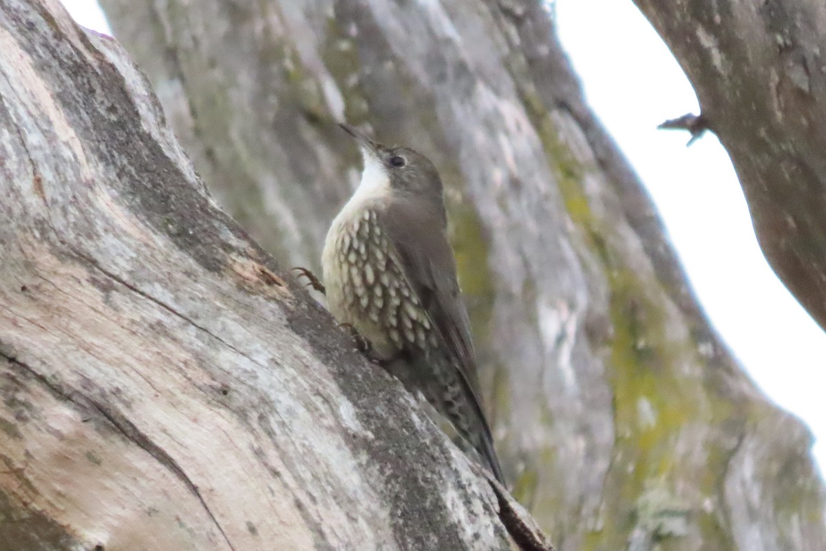 White-throated Treecreeper - Wendy Shanley