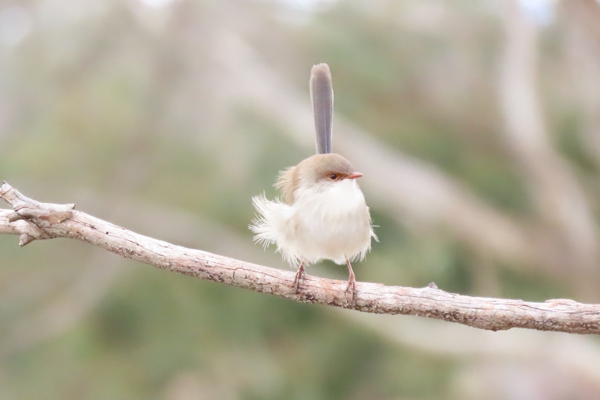 Superb Fairywren - Wendy Shanley