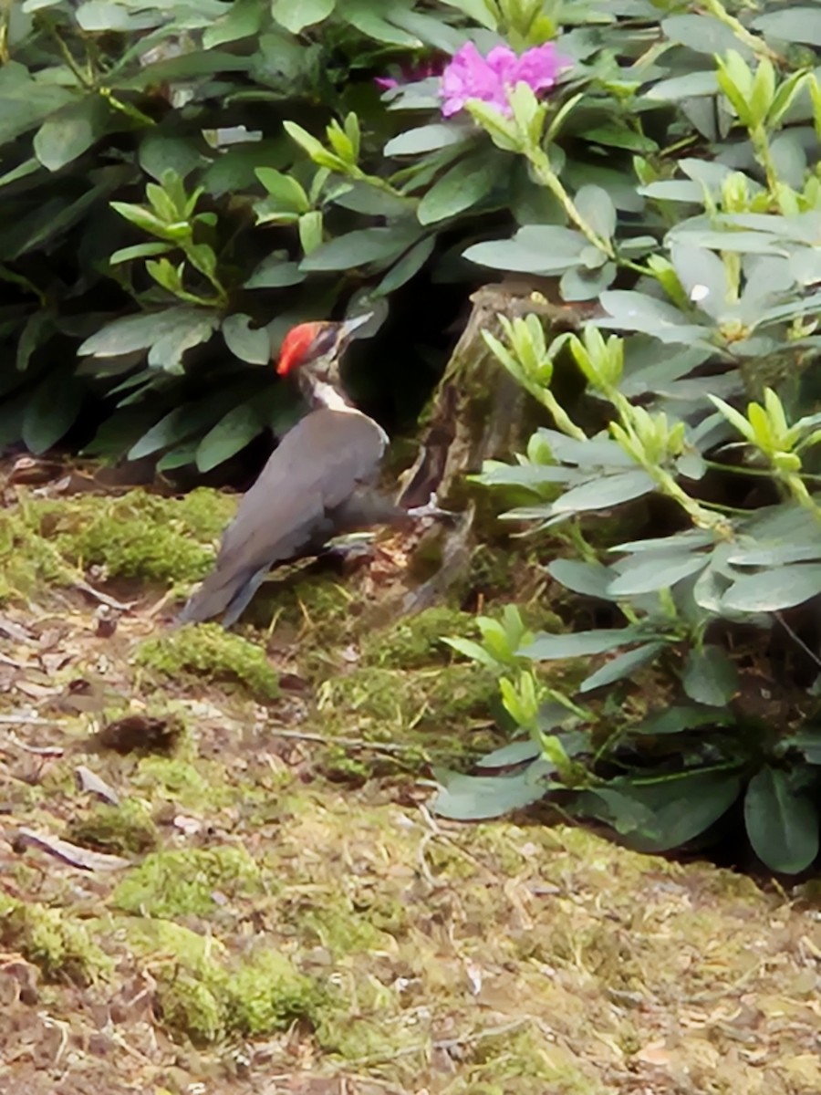 Pileated Woodpecker - Victoria Chaussee