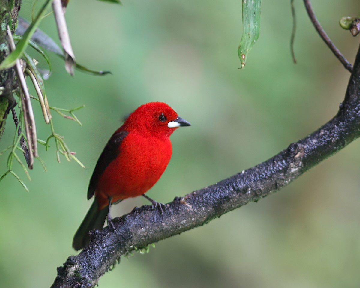 Brazilian Tanager - Per Smith