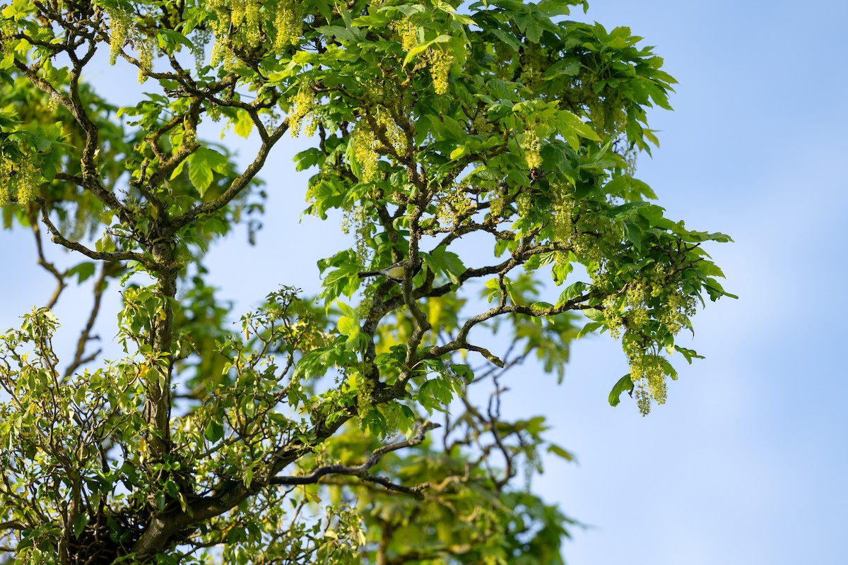 Great Tit (Great) - ML619166055