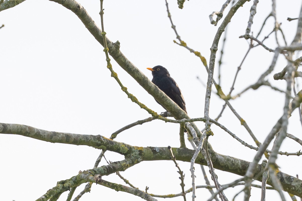 Eurasian Blackbird - Paul Beerman