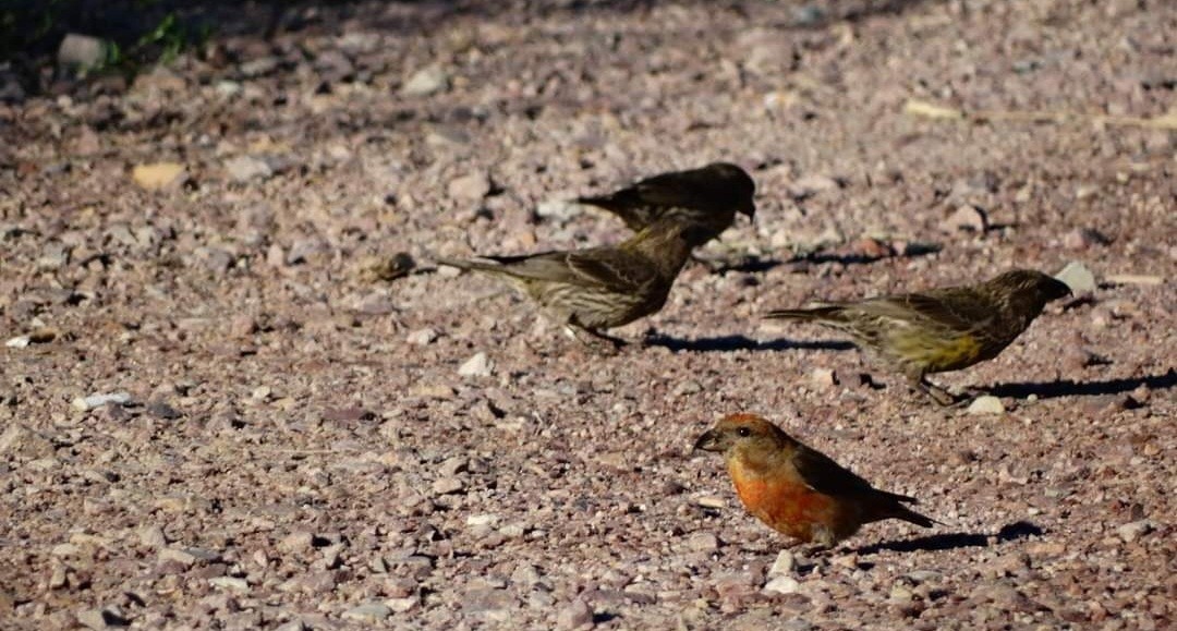 Red Crossbill (Ponderosa Pine or type 2) - Nate Shipley