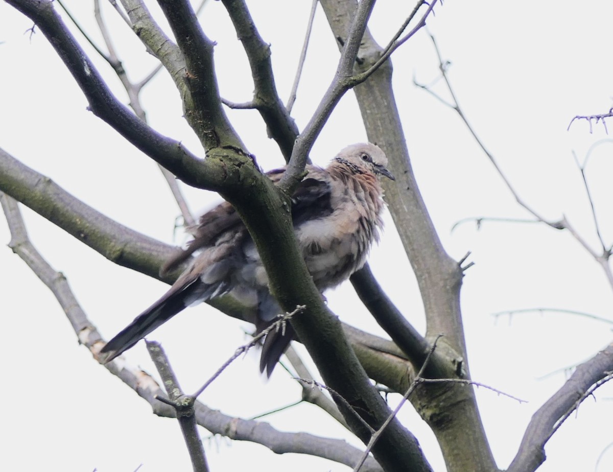 Spotted Dove - Jim Kirker