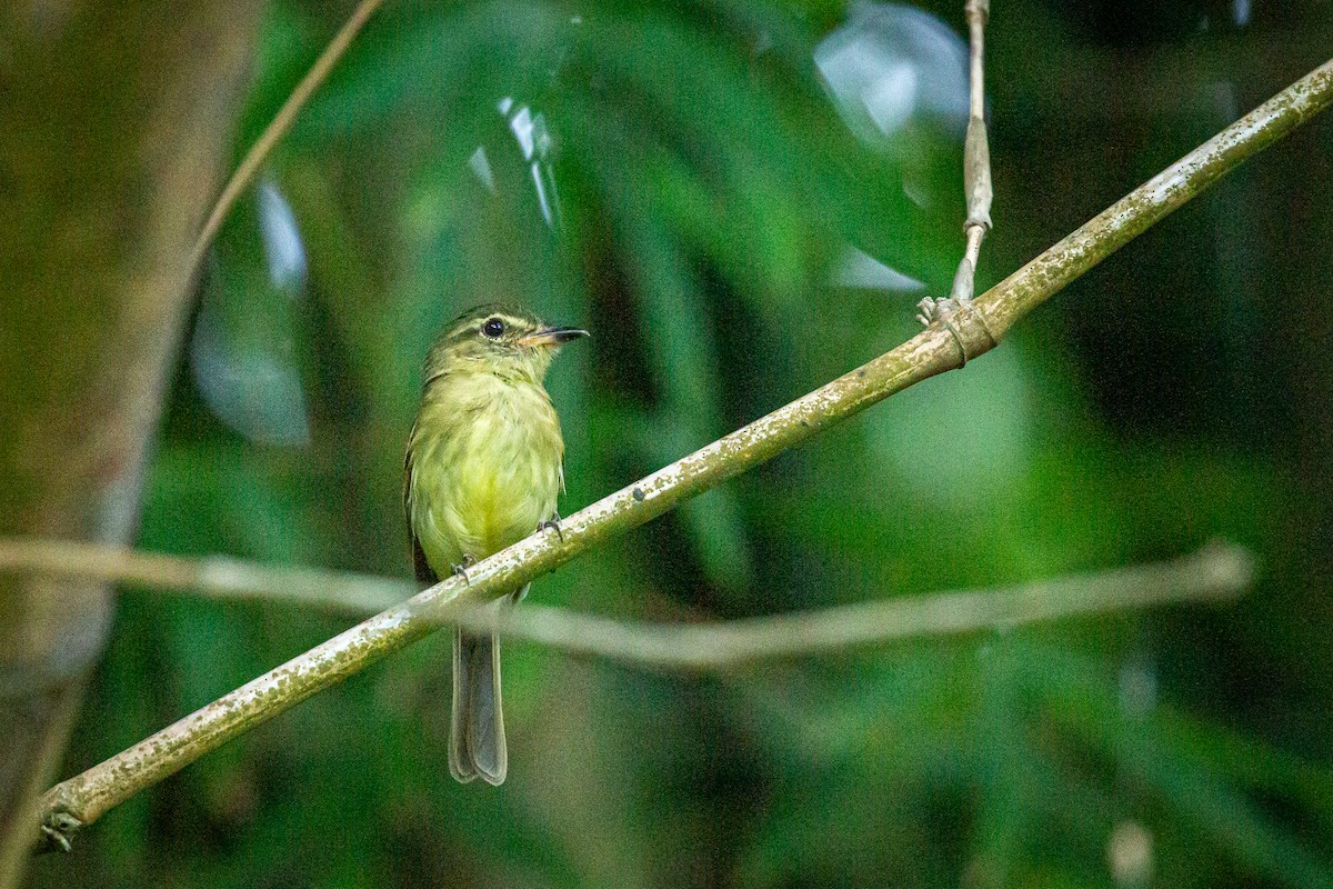 Large-headed Flatbill - Francisco Russo