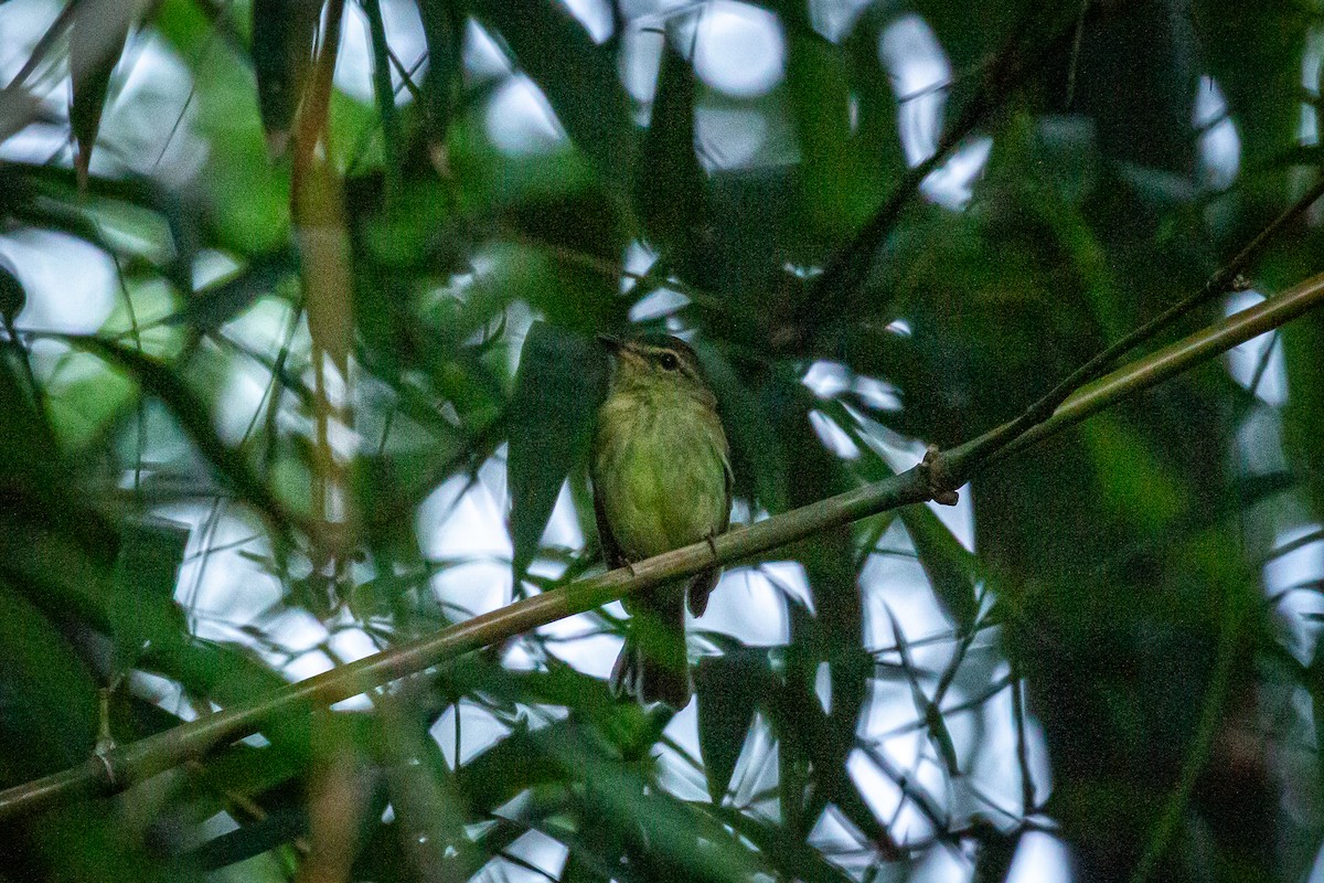 Large-headed Flatbill - Francisco Russo