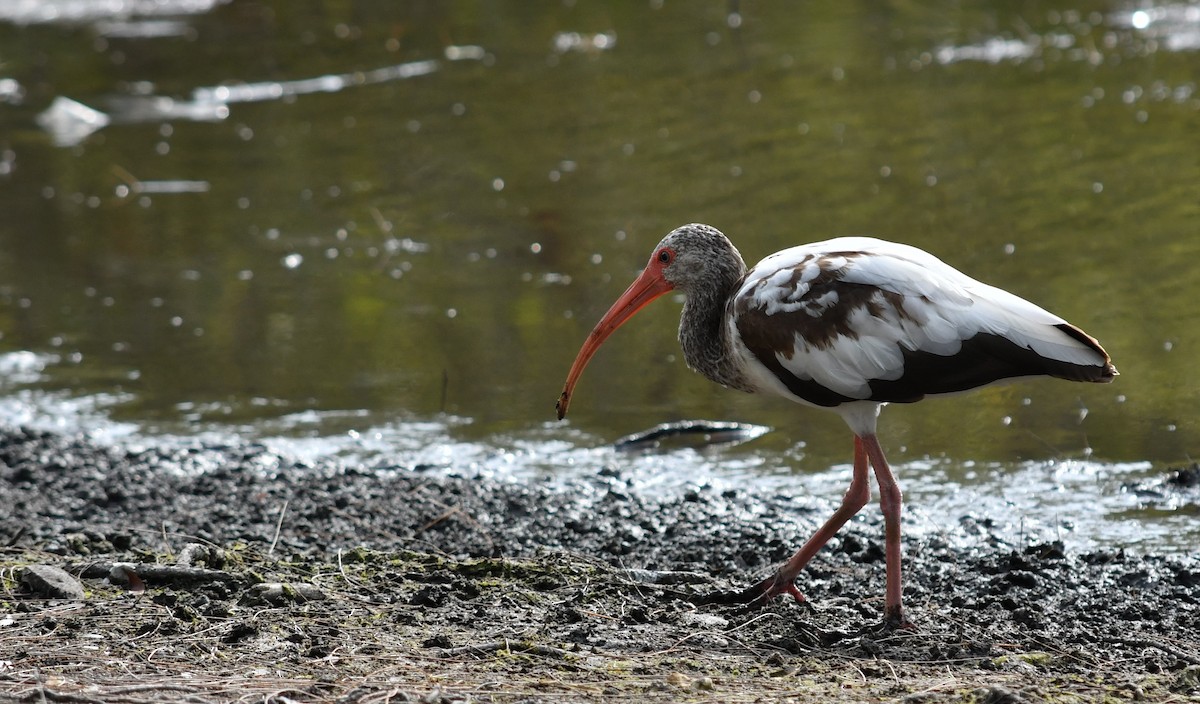 White Ibis - ML619166102