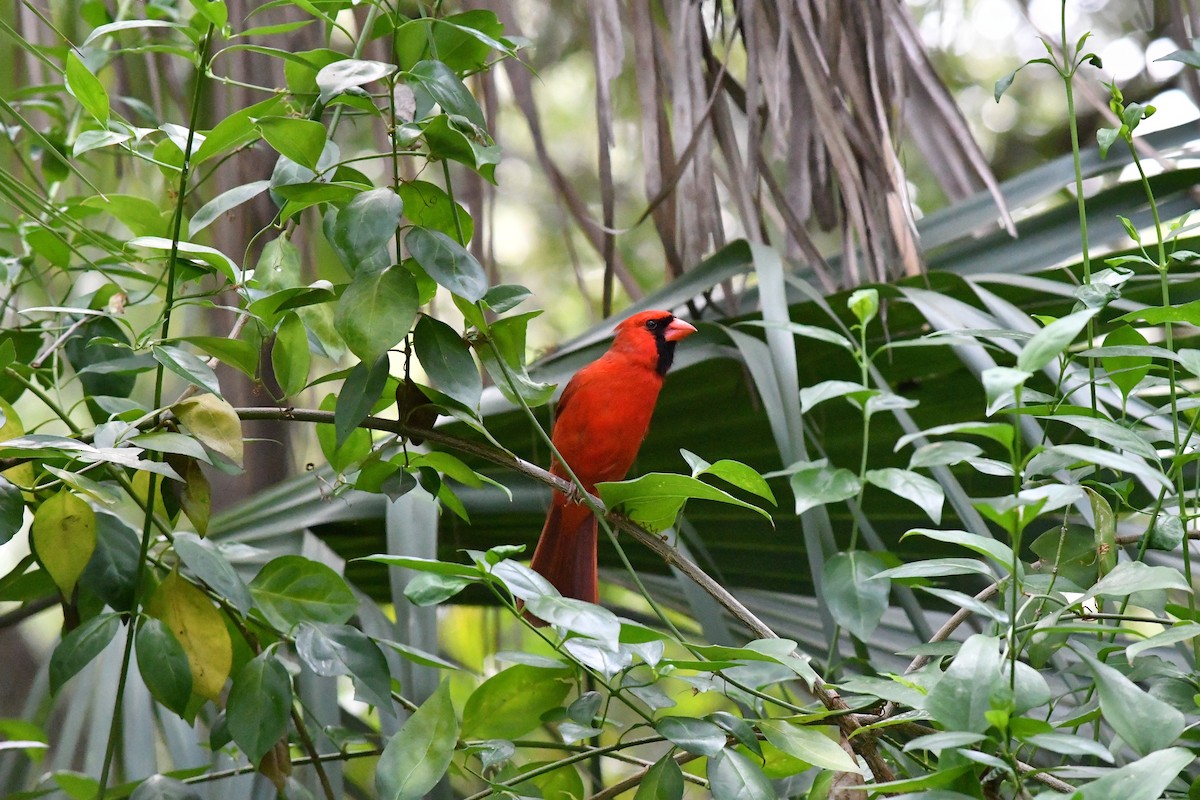 Cardinal rouge - ML619166103