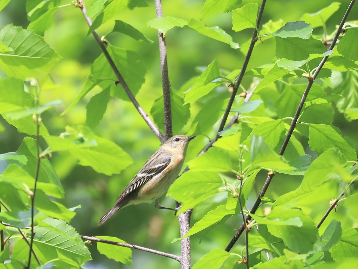 Bay-breasted Warbler - Nolan Kerr