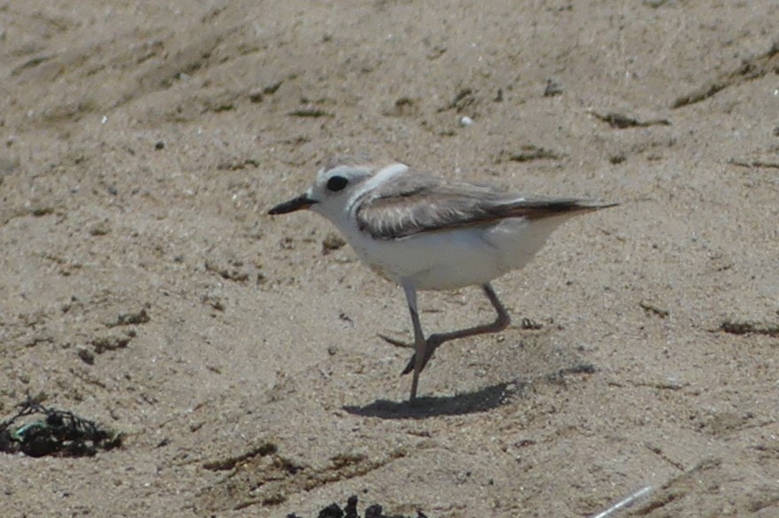 Kentish Plover - ML619166125