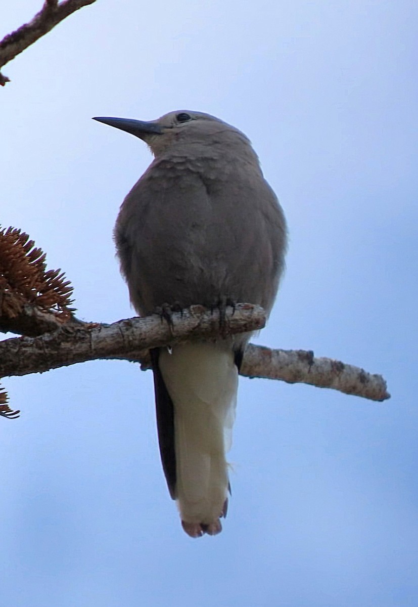 Clark's Nutcracker - Cathleen Burns