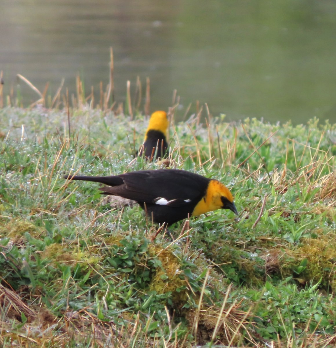 Yellow-headed Blackbird - ML619166137