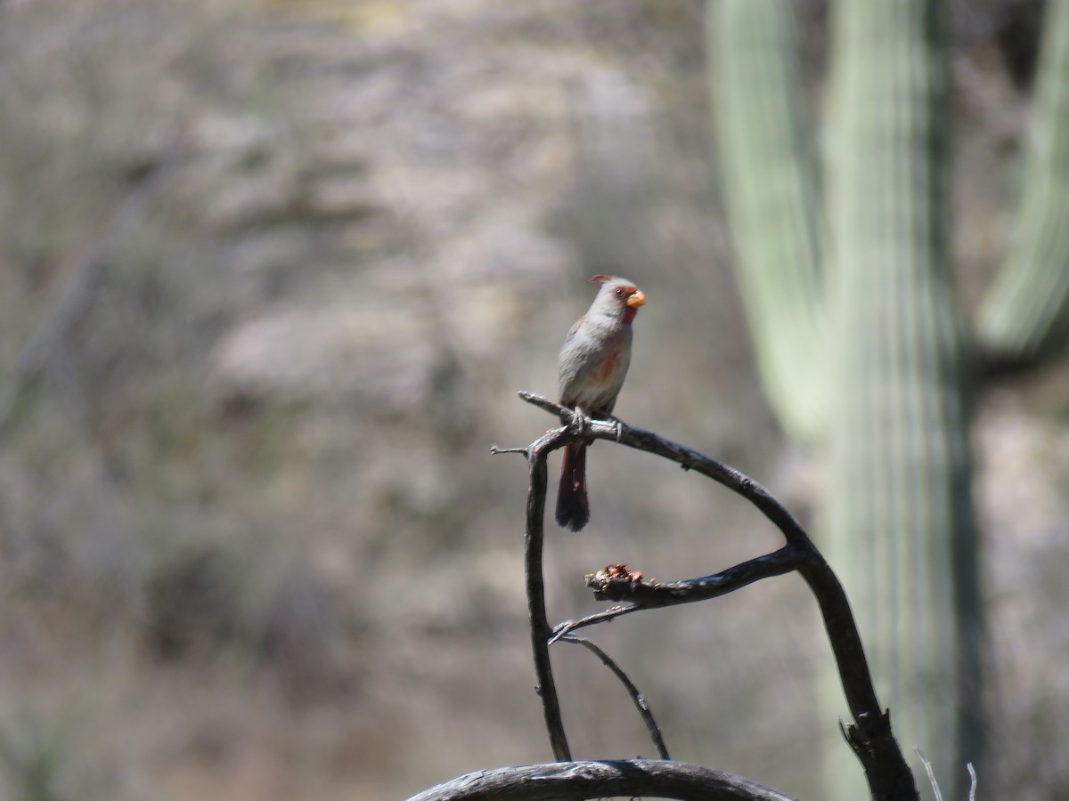 Pyrrhuloxia - debbie gley